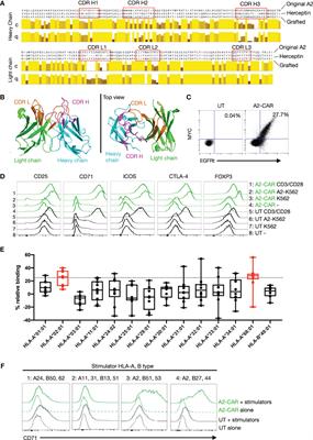 Precision Engineering of an Anti-HLA-A2 Chimeric Antigen Receptor in Regulatory T Cells for Transplant Immune Tolerance